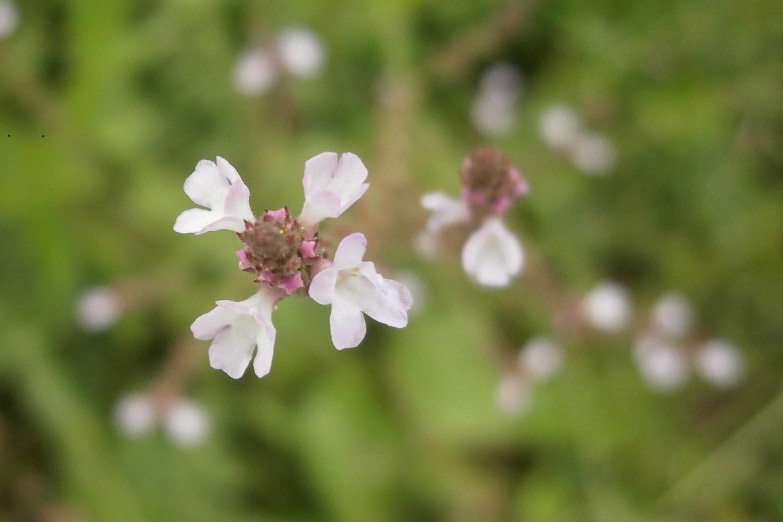 Bachblüte Bachblüte